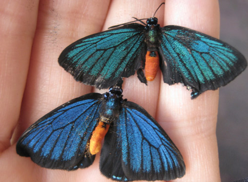 Eumaeus atala Poey adult males showing teal green (top) and Caribbean blue (bottom) iridescence on forewings.