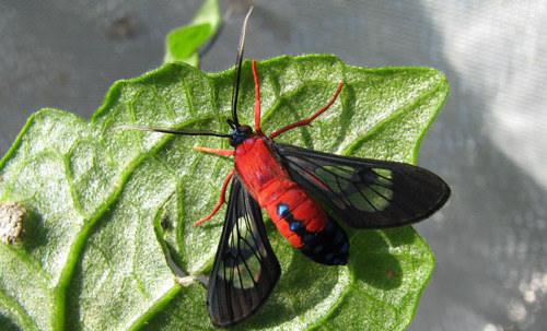 Dorsal view of the scarlet-bodied wasp moth, Cosmosoma myrodora (Dyar). Note blue metallic spots on the abdomen. 