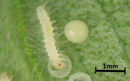 Scarlet-bodied wasp moth, Cosmosoma myrodora (Dyar), early-instar larva eating egg chorion. 