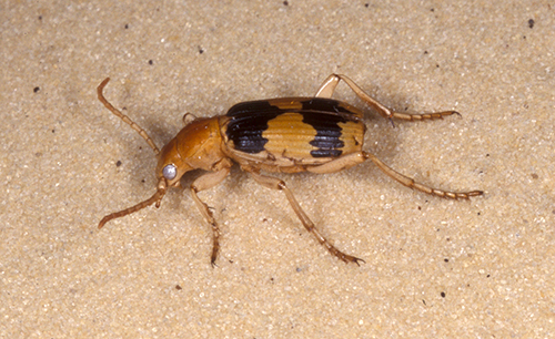Adult Pheropsophus aequinoctialis. Photograph by Lyle Buss, University of Florida.