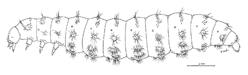 Habitus (left lateral aspect) of Pheropsophus aequinoctialis, third instar with legs shown. (Frank et al. 2009). Creative Commons Attribution 3.0 Unported.