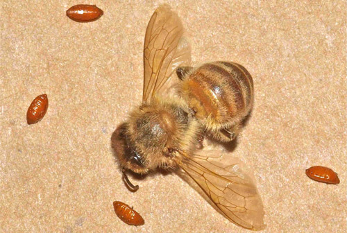 Four Apocephalus borealis pupae surrounding the dead honey bee from which they emerged. 