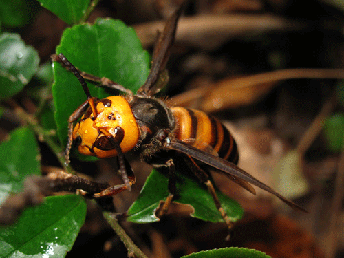 Female Vespa mandarina Smith, resting