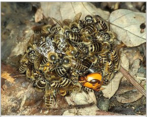 Honey bees defensively “balling” a single Vespa mandarinia