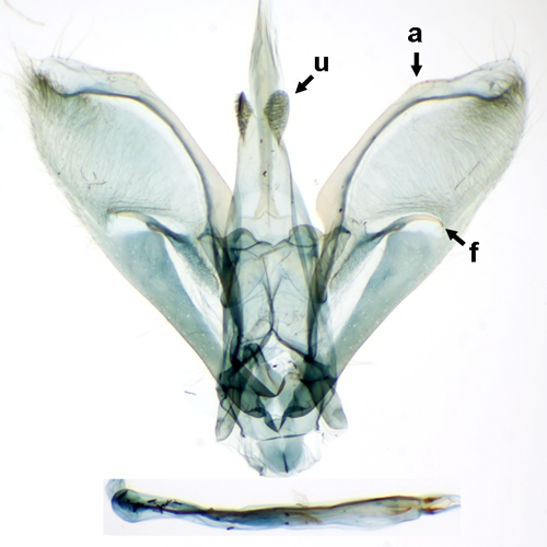 Male genitalia of Samea ecclesialis. a, obtuse angle of valva; f, fibula; u, bifid uncus