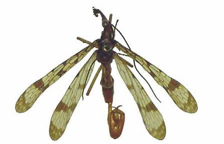 Dorsal view of the holotype of the Florida scorpionfly