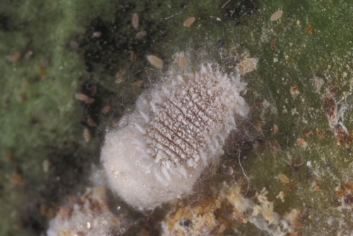 Adult mealybug female