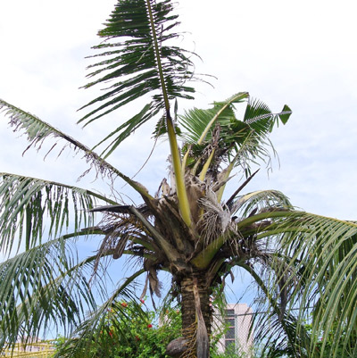 Palm damaged by Oryctes rhinoceros