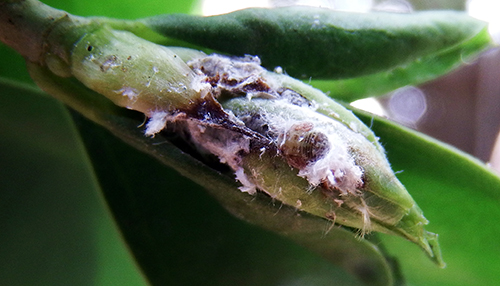 Figure 3. Late instar Macrohomotoma gladiata (Kuwayama) and associated waxy secretions. Photograph by Wallace Chen, inaturalist.org. Image is licensed by Creative Commons (https://creativecommons.org/licenses/by-nc/4.0/).