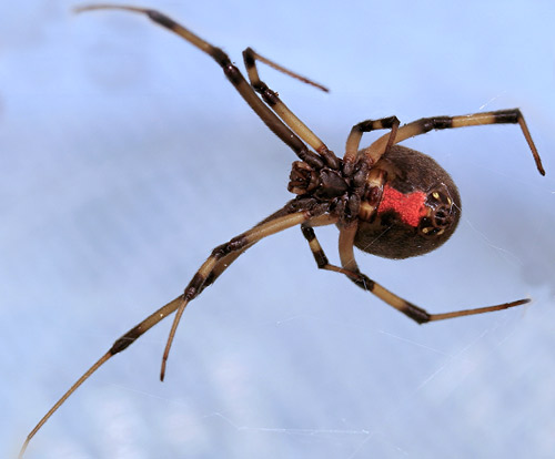 Female brown widow spider, Latrodectus geometricus Koch., ventral view. Note reddish-orange hour glass.