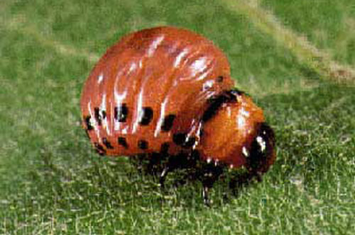 potato beetle larva