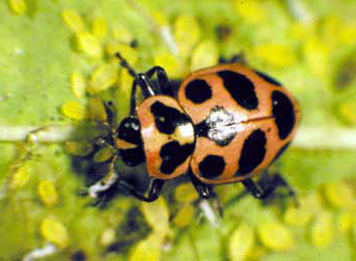 Adult Coleomegilla maculata DeGeer