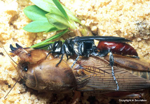An adult Larra bicolor Fabricius feeding on a mole cricket 