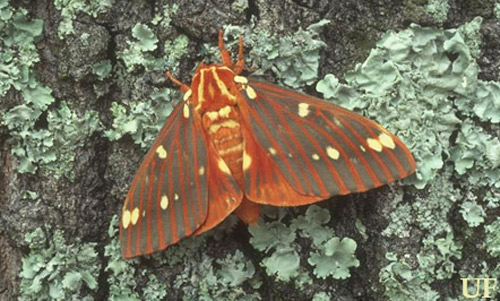 Adult regal moth, Citheronia regalis (Fabricius). 