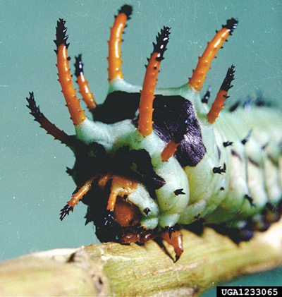 Close-up of the head of a fully grown hickory horned devil caterpillar of the regal moth, Citheronia regalis (Fabricius). 