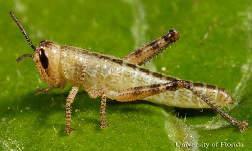 Second instar nymph of the American grasshopper, Schistocerca Americana (Drury).
