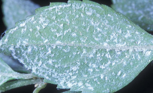 Fluffy wax trails, especially along leaf veins, deposited by adult females of the Cardin's whitefly, Metaleurodicus cardini (Back). 