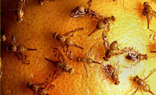 Mexican fruit flies, Anastrepha ludens (Loew), laying eggs in grapefruit during a laboratory test.