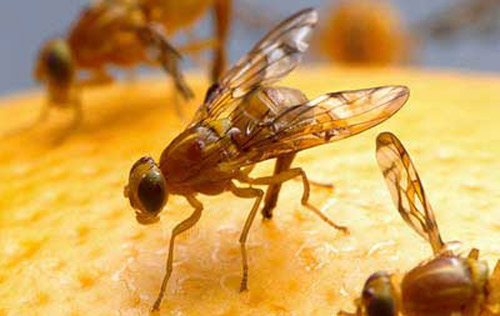 In grapefruit as well as many other fruits, one female Mexican fruit fly, Anastrepha ludens (Loew), can deposit large numbers of eggs: up to 40 eggs at a time, 100 or more a day, and about 2,000 over her life span.