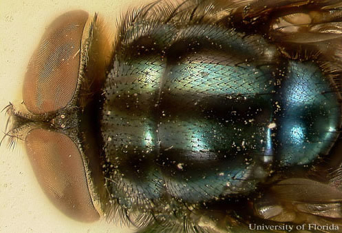 Head and thorax of adult secondary screwworm, Cochliomyia macellaria (Fabricius). Notice the three dark green longitudinal stripes on the dorsal thorax. 