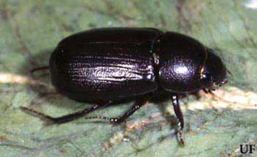 Adult rice beetle, Dyscinetus morator (Fabricius). 