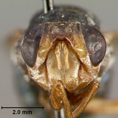 Frontal view of an adult human bot fly, Dermatobia hominis (Linnaeus Jr.). 