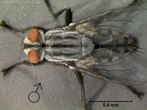 Dorsal view of adult male Sarcophaga crassipalpis Macquart, a flesh fly.