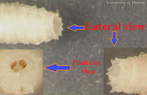 Multiple views of posterior end and spiracles of larvae of Sarcophaga crassipalpis Macquart, a flesh fly. 