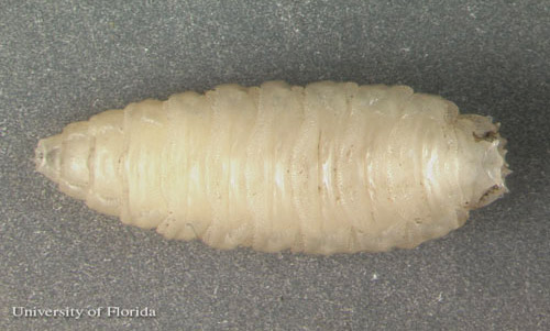 Dorsal view of the pre-pupa larval stage of Sarcophaga crassipalpis Macquart, a flesh fly. The head is to the left. 