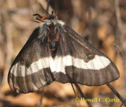 Adult buck moth