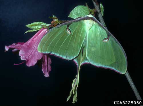 Adult luna moth