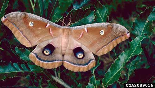 Adult polyphemus moth