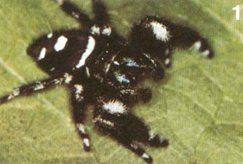 Adult male regal jumping spider, Phidippus regius C.L. Koch.