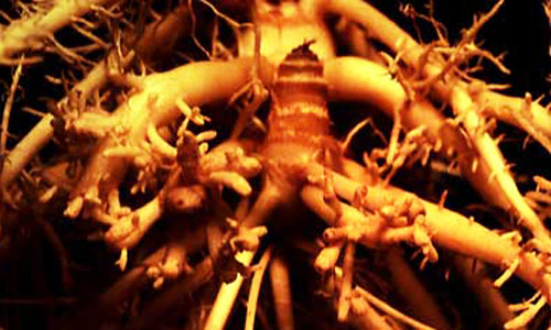 Corn roots with "stubby-root" symptoms caused by Paratrichodorus minor (Colbran), a stubby-root nematode.