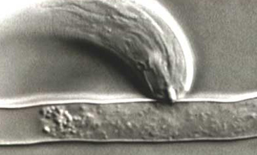 Stubby-root nematode feeding on a root hair through a feeding tube.