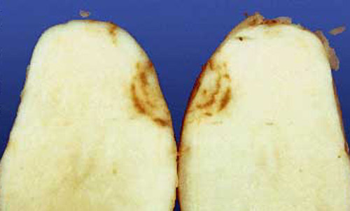 Potato tuber with internal brown arcs, a symptom of corky-ringspot disease transmitted by stubby-root nematode.