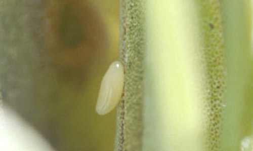 Egg of Metamasius mosieri Barber, the Florida bromeliad weevil. 