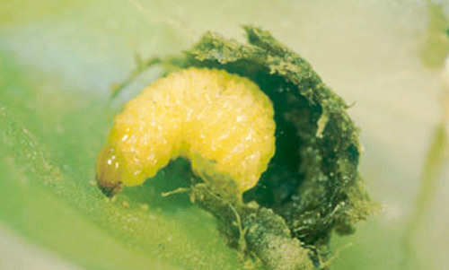 Larva of Metamasius mosieri Barber, the Florida bromeliad weevil. 