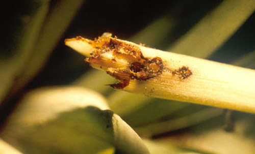 Damage to base of leaves of Tillandsia utriculata (L.) from Metamasius mosieri Barber, the Florida bromeliad weevil. 