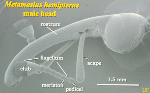 SEM of head of adult male silky cane weevil, Metamasius hemipterus sericeus (Olivier). 