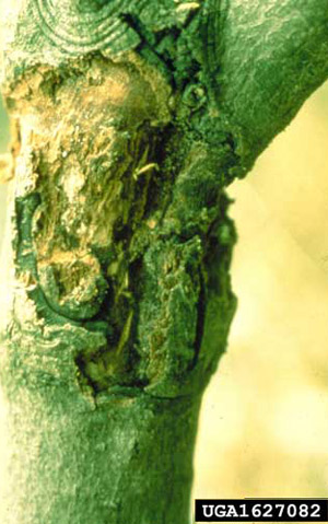Damage caused by the dogwood borer, Synanthedon scitula (Harris).