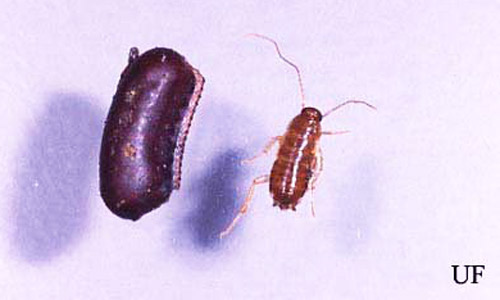 Egg case (ootheca) and early instar nymph of the oriental cockroach, Blatta orientalis Linnaeus. 