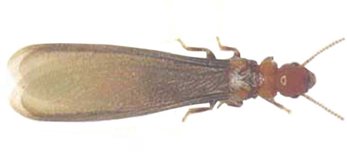 Alate of the western drywood termite, Incisitermes minor (Hagen).