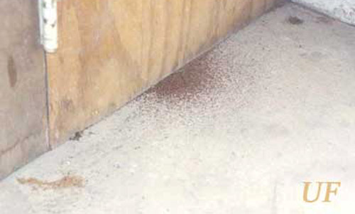 Fecal pellets collecting under a door that is infested by the western drywood termite, Incisitermes minor (Hagen). 