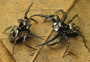 canosa spiders twin