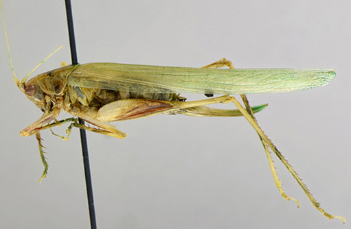 image of Archbold alien katydid