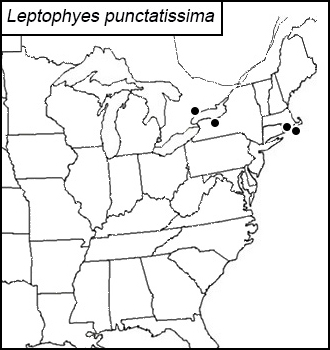 distribution map for Leptophyes punctatissima