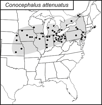 distribution map for Conocephalus attenuatus
