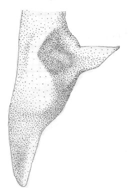 image of Orchelimum bradleyi
