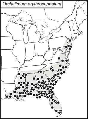 distribution map for (Orchelimum erythrocephalum)